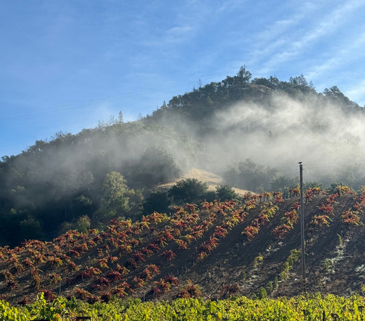 Funky vs Fine: The Truth Behind Natural Wine