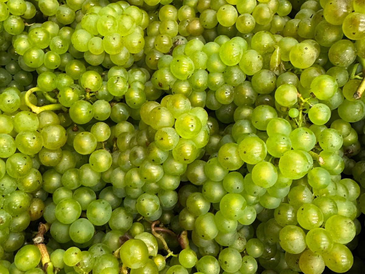 A Spotlight on Chardonnay