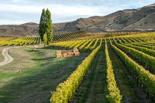 Understanding Felton Road Wines