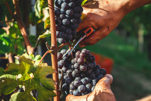 Le Beaujolais Nouveau est arrivé!