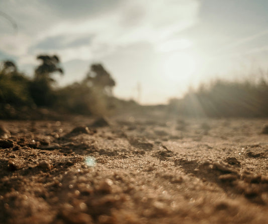 The Ground Beneath the Vine