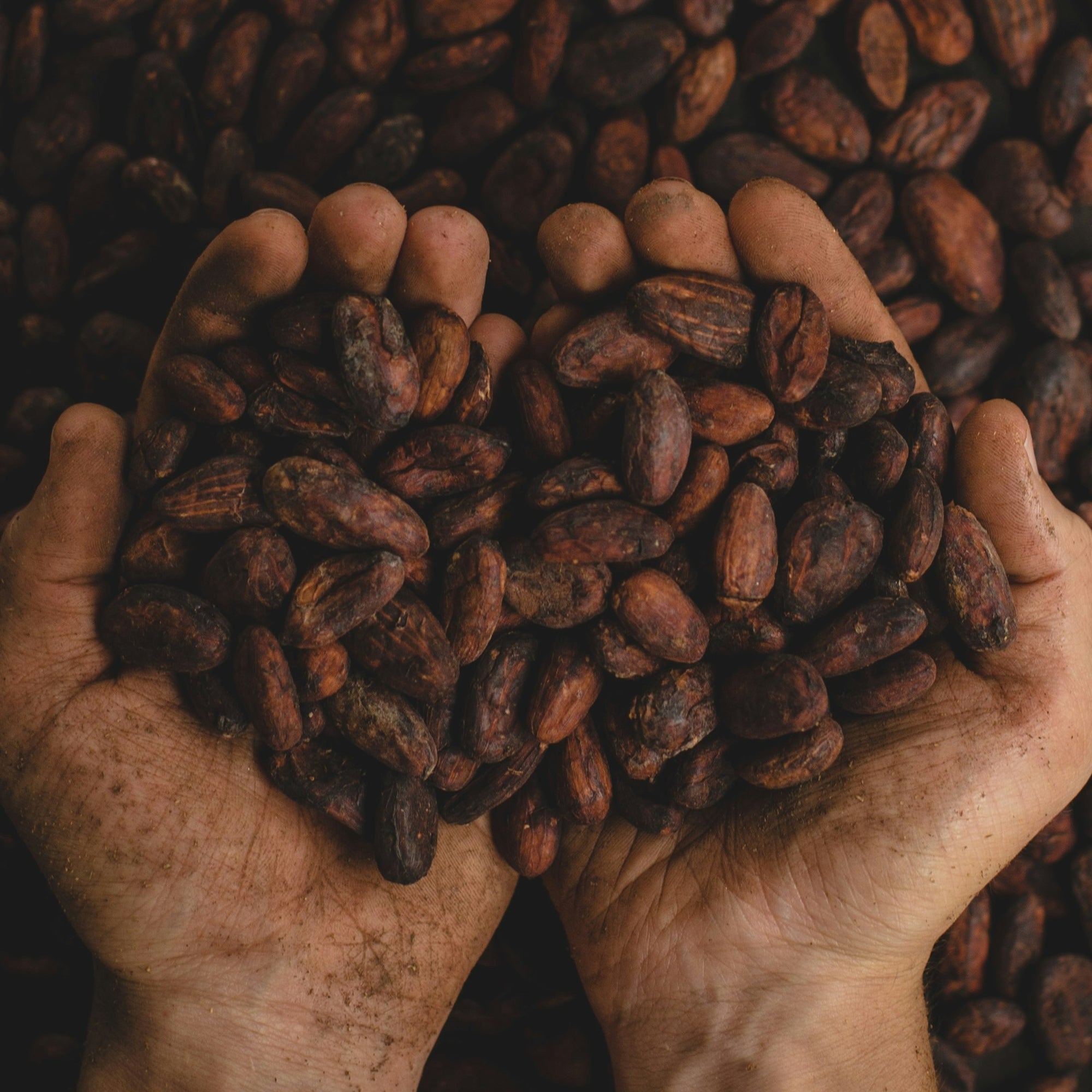 Chocolate & Wine Tasting