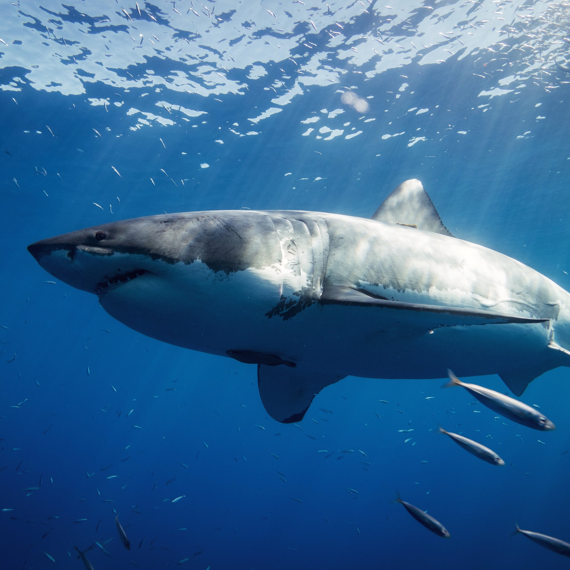 Great Whites Wine Tasting