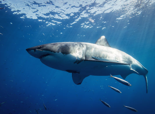 Great Whites Wine Tasting