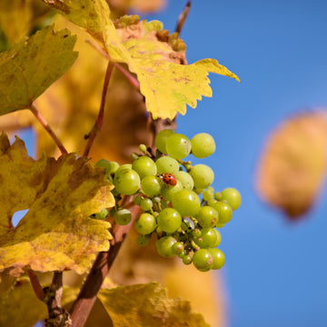 Natural, Organic & Biodynamic Wine Tasting